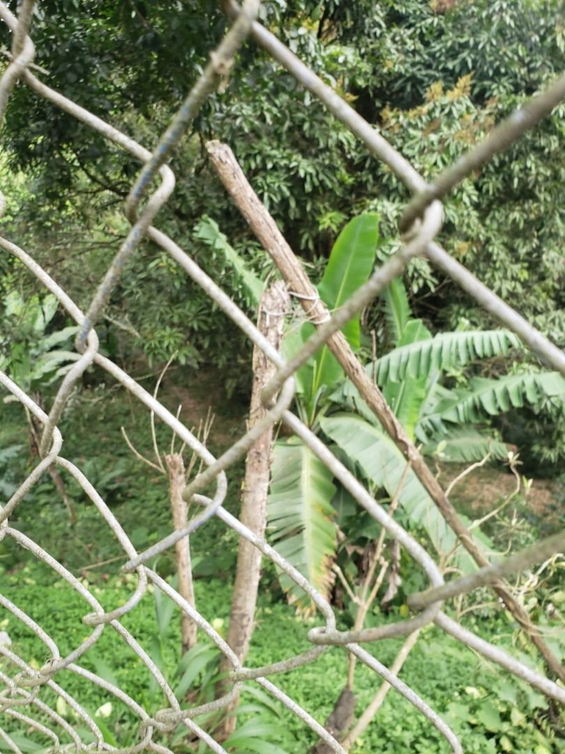 Alugar Terreno / Terreno em Ribeirão Pires R$ 1.000,00 - Foto 4