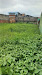 imagem 5 - Terreno à venda, 300 m² por R$ 180.000,00 - Jardim das Palmeiras - Itanhaém/SP imagem 5 - Terreno à venda, 300 m² por R$ 180.000,00 - Jardim das Palmeiras - Itanhaém/SP
